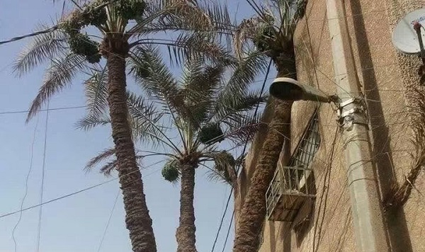 جمال العتابي: نص في جماليات المكان.. النخلة المراد